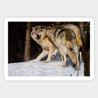 Gray Wolves Sticker